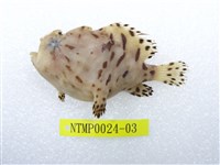 藏品(條紋躄魚)的圖片